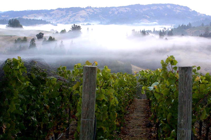 Sonoma or Napa? How to Find The Best Wine Tour For You Sonoma Private