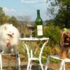 Wine tasting with dogs