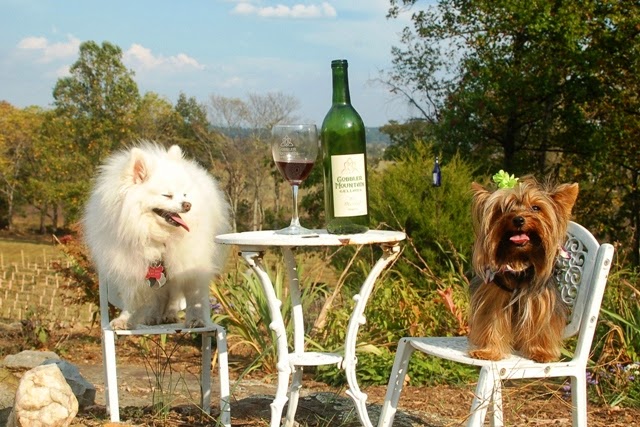 Wine tasting with dogs